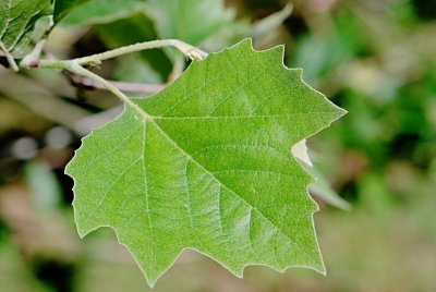 Platanus x hispanica - platan javorolistý - vývoj listu (74)